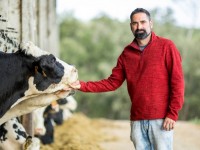 L’IRTA i DANONE col·laboren pel benestar animal del boví lleter