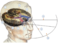 El sistema del cervell // Imatge exreta del web Wikimèdia Commons