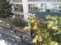 Arbres caiguts a l'escola President Salvans // Foto: Mari Carmen Ayala