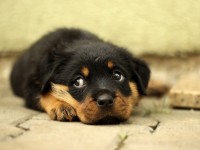 Compra, adopción, acogida … ¿Impulso o reflexión? // Imatge Indicans