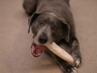 Guía de juguetes para perros // Imatge Indicans