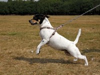 La frustración de nuestros perros // Imatge Indicans