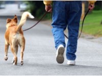 Passejar amb gossos, Trucs i claus per a un passeig de qualitat